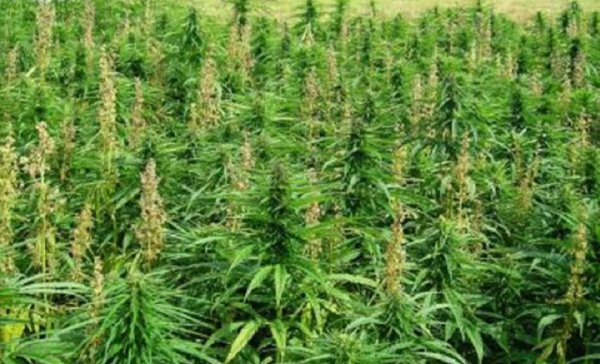 In casa con un boa e una serra di marijuana: denunciata una coppia