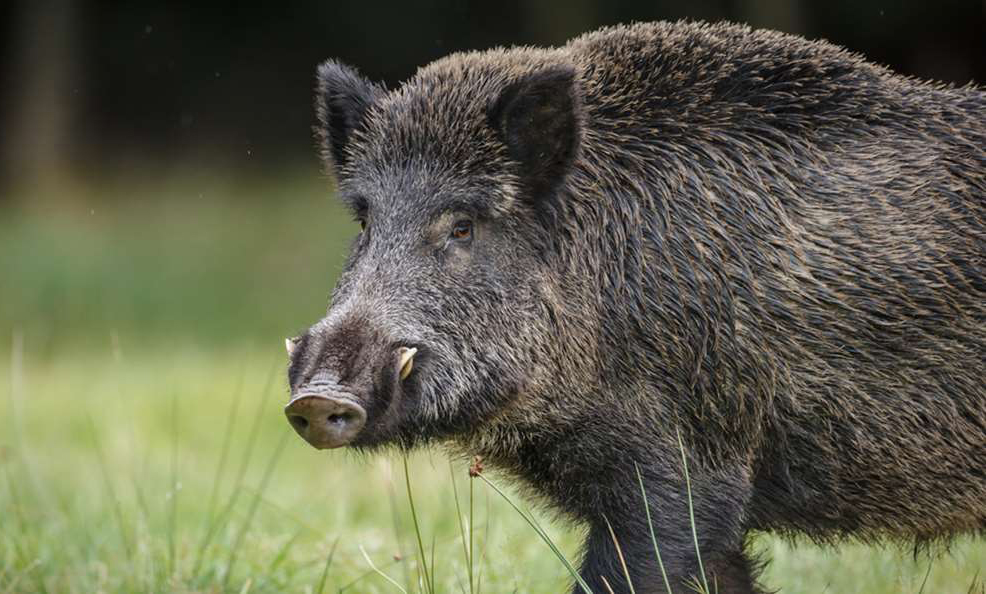 Aperta la caccia al cinghiale a Locate e Carbonate