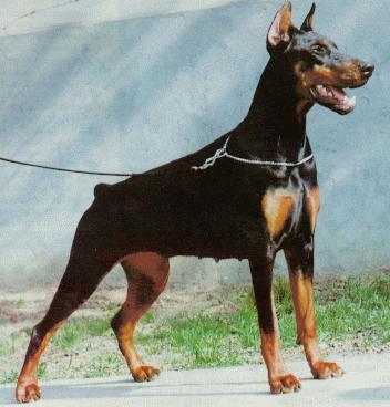 Lite tra due cani, donna cade e finisce in ospedale