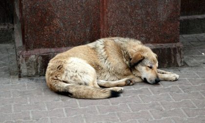 Cane abbandonato nel sottopasso: lo salvano i vigili