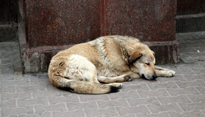 #senontiportononparto: lo spot della Polizia contro l’abbandono degli animali
