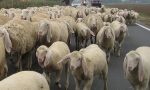 Carcasse di pecore nel bosco del Rugareto