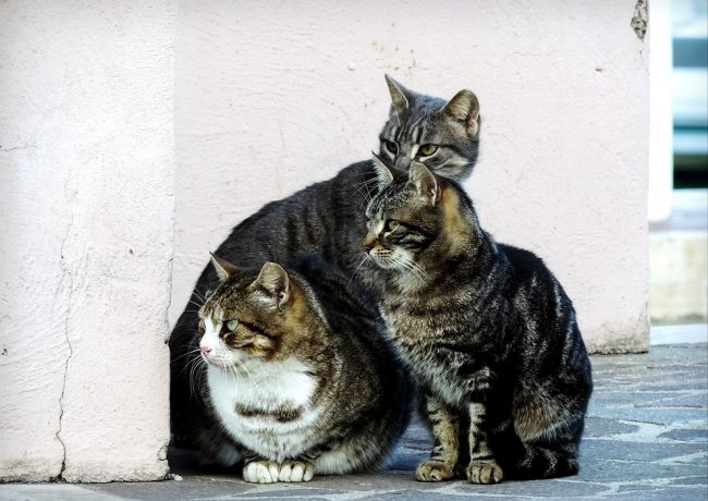AIDAA di Pregnana contro Vescovo di Pisa per maltrattamenti su animali: deunciato