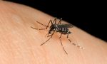 West Nile Virus: l'anziano di Vanzaghello non ce l'ha fatta