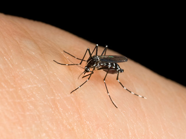 West Nile Virus: l’anziano di Vanzaghello non ce l’ha fatta