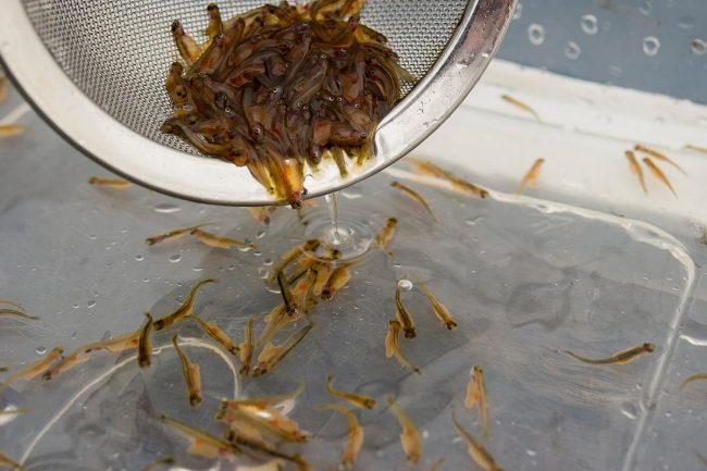 Dall’incubatoio parte il rilancio della pesca nel lago Maggiore
