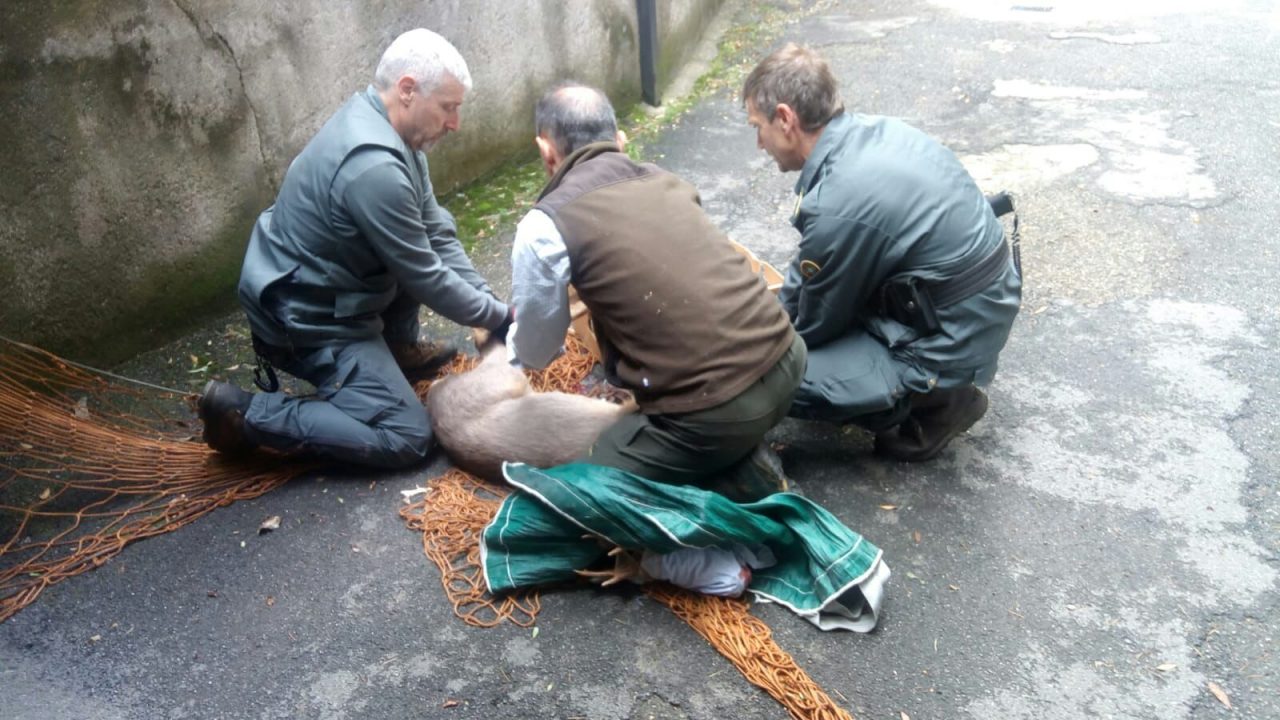 Capriolo catturato e liberato nel Parco del Campo dei Fiori