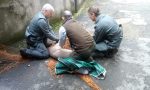 Capriolo catturato e liberato nel Parco del Campo dei Fiori