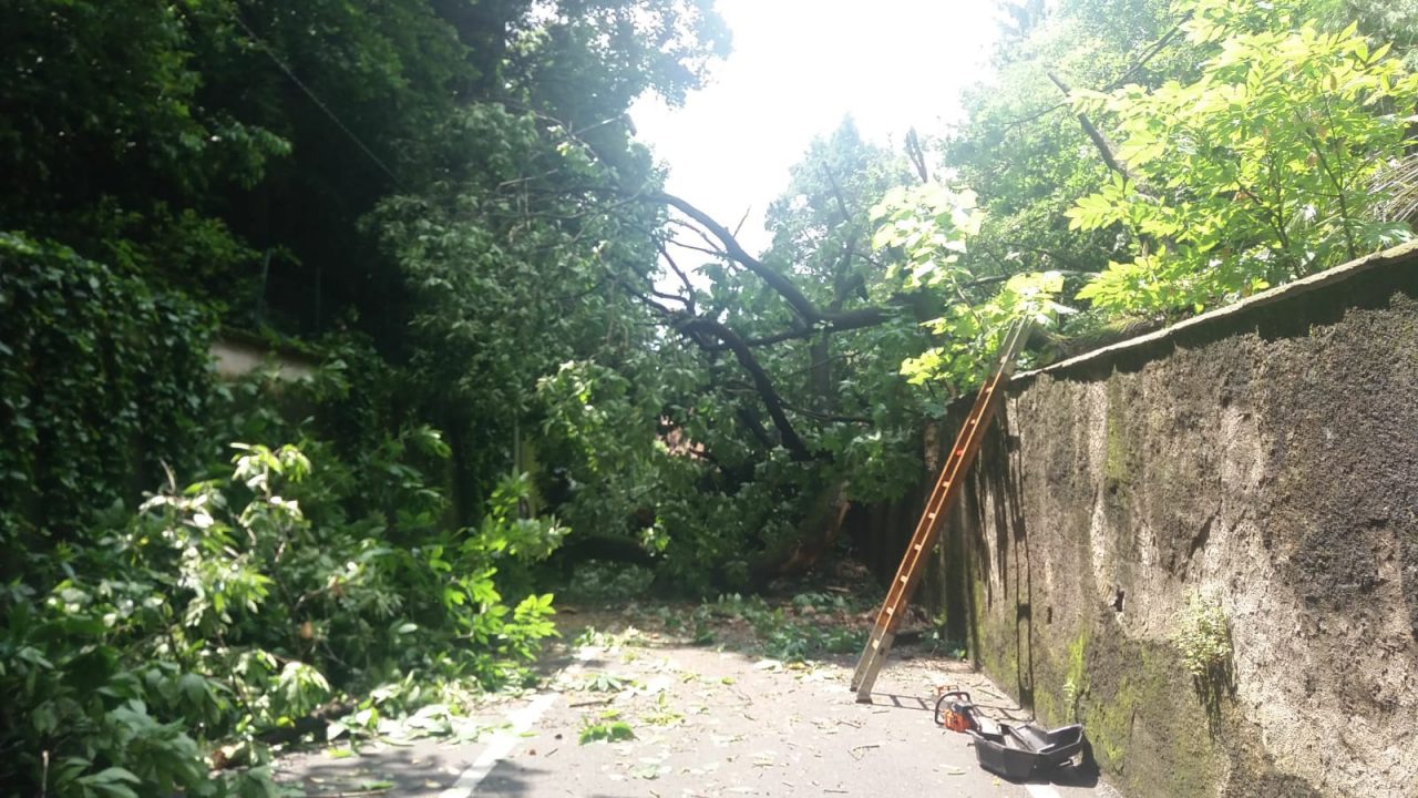 Albero cade a Tradate, strada chiusa fino al ripristino della sicurezza
