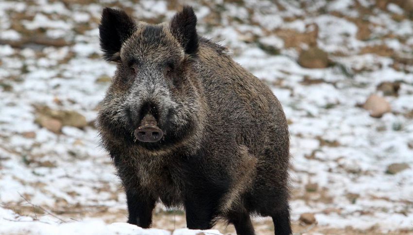 Invasioni di cinghiali e fauna selvatica timori per le semine