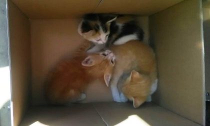 Abbandona 5 gattini, denunciata dalla Polizia locale di Castano Primo