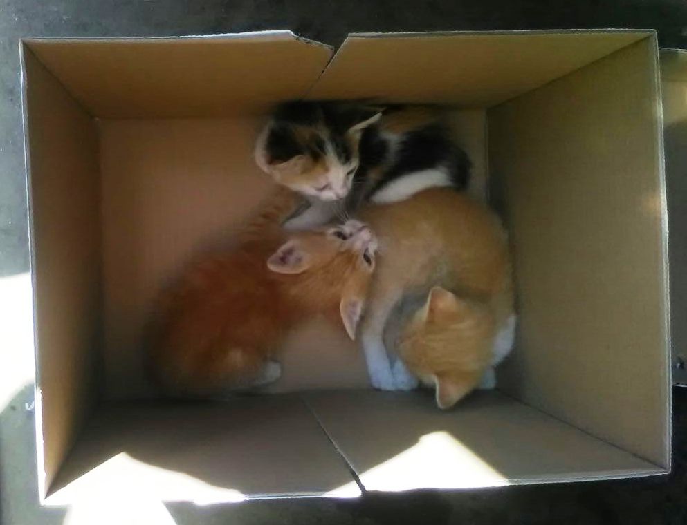 Abbandona 5 gattini, denunciata dalla Polizia locale di Castano Primo