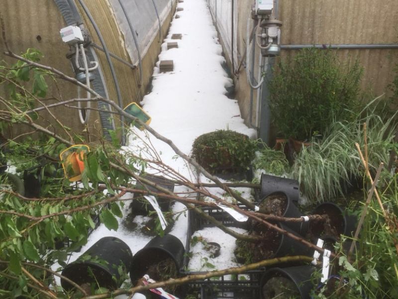 Maxi grandinata a Varese e Como: distrutti fieno, frutta, fiori e ortaggi