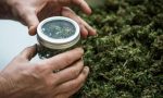 Marijuana legale: sul lago Maggiore boom di vendite