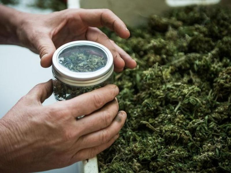 Marijuana legale: sul lago Maggiore boom di vendite