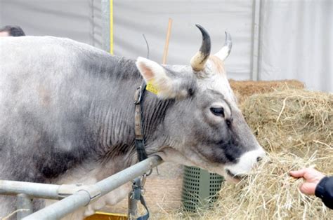 Agricolae! Animali, fiori e sapori a Venegono Inferiore