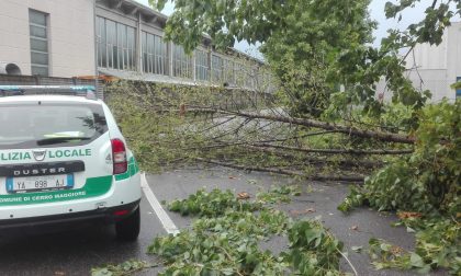 Maxi temporale crollano alberi a Cerro e Nerviano