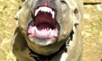 Aggrediti da un pitbull nel cortile di casa: la testimonianza VIDEO