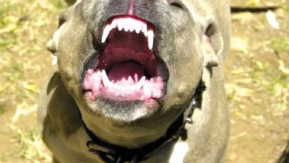 Aggrediti da un pitbull nel cortile di casa: la testimonianza VIDEO