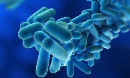 Legionella, torna la paura in Lombardia. L’assessore al Welfare rassicura: “Tutto sotto controllo”