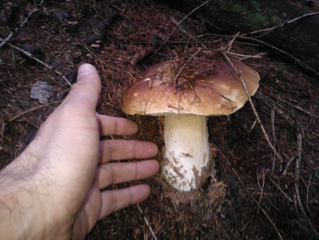 Apre la stagione dei funghi, incontro in Frera