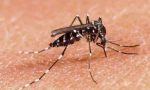 Intervento contro le zanzare