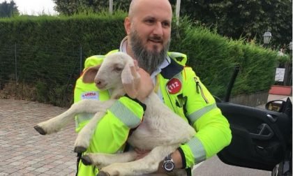Ex soccorritori Cri Legnano salvano un agnellino