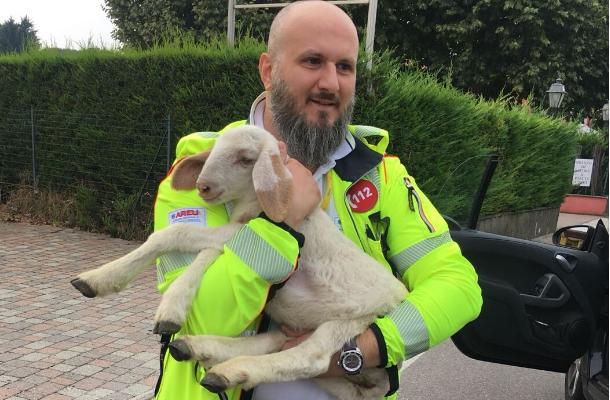 Ex soccorritori Cri Legnano salvano un agnellino