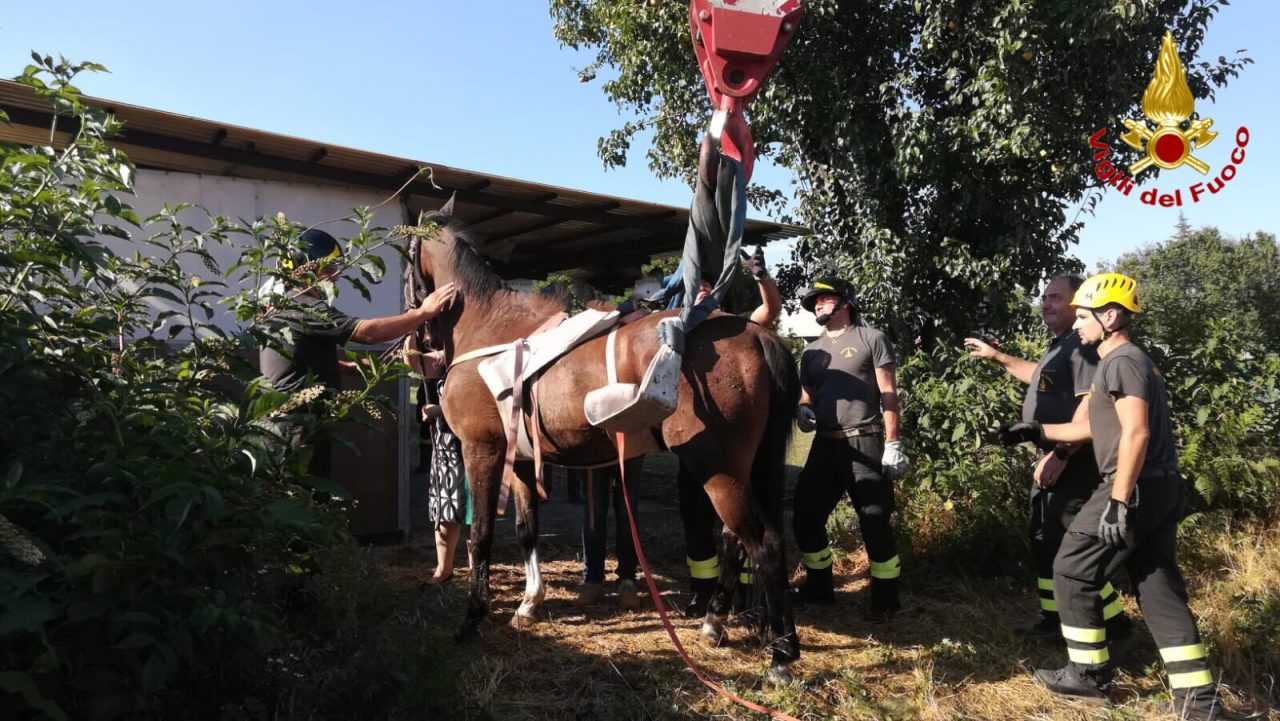 Cavallo intrappolato, salvato dai pompieri
