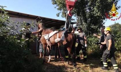 Cavallo intrappolato, salvato dai pompieri