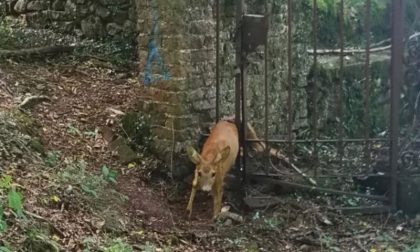 Cervo incastrato in un cancello e salvato dai pompieri