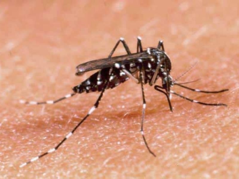 Zanzara tigre: massima allerta a Varese e provincia