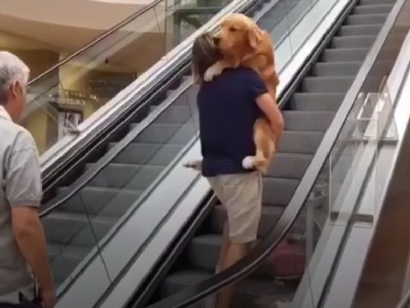 Il cane Google ha paura delle scale mobili e diventa virale sul Web