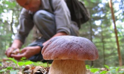 Si torna a caccia di funghi: esperti di Ats Insubria a disposizione per evitare incidenti