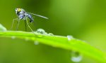 Diffusione della Dengue: le linee guida per la prevenzione