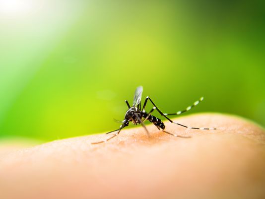 West Nile Virus: un caso a Vanzaghello