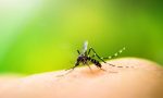 West Nile Virus, Avis Legnano: "Sacche di sangue sicure"