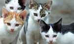 Festa del gatto: inviateci via mail le foto dei vostri amati mici