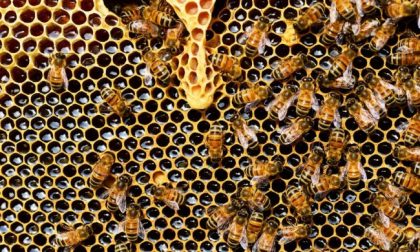 Troppo caldo anche per le api, in Lombardia crolla la produzione di miele