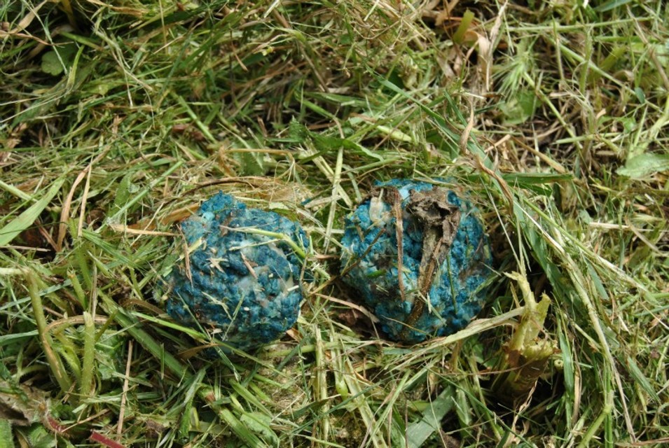 Polpette avvelenate: la condanna di Centopercentoanimalisti