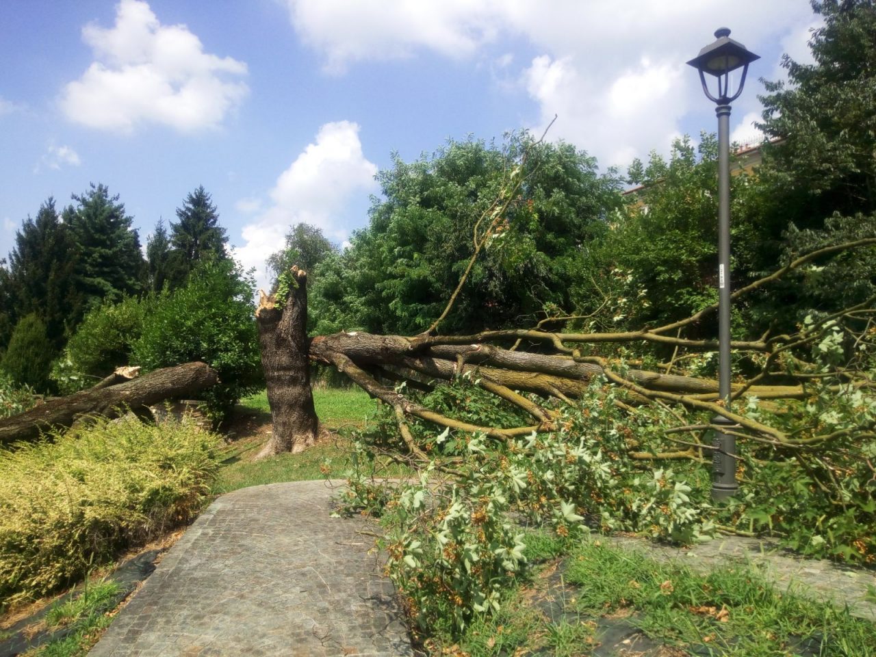 Maltempo, crolla un altro albero a Tradate