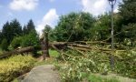 Maltempo, crolla un altro albero a Tradate