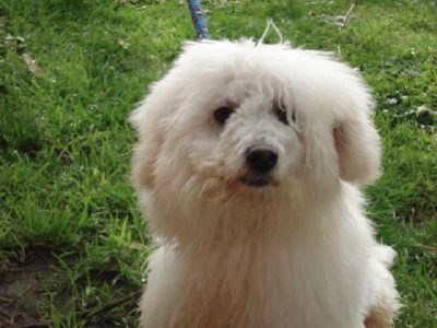 Lainate: non dormono da due anni per un cane che abbaia