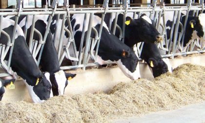 Ventilatori e doccette per le mucche sotto stress per il caldo