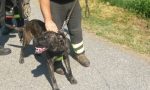 Cane in difficoltà nel torrente Boesio