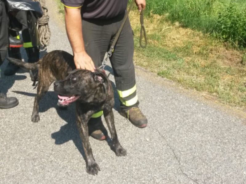 Cane in difficoltà nel torrente Boesio