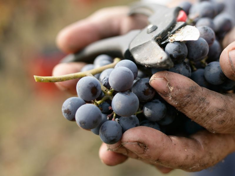 Vendemmia Lombardia: boom di grappoli da Franciacorta a Oltrepò