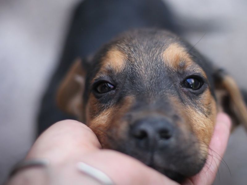ATS Insubria, dipartimento veterinario: autunno ricco di corsi per gli amanti degli animali