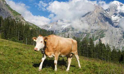 Mucche troppo grandi: nasce il fronte per la "Nuova vacca svizzera"