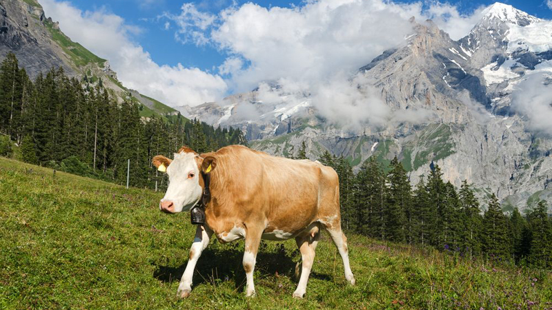 Mucche troppo grandi: nasce il fronte per la “Nuova vacca svizzera”